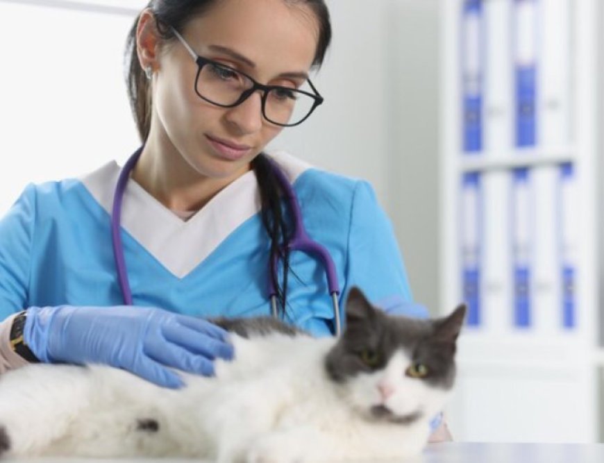 Coimbatore  Top Veterinary Doctors in Coimbatore